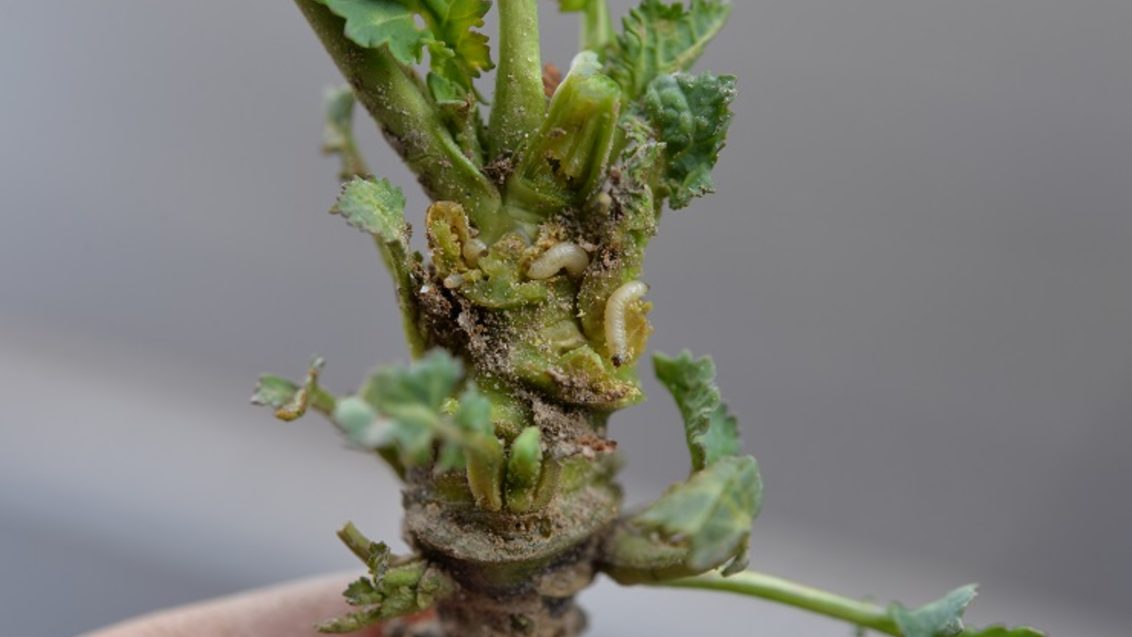 Rapserdflohlarve auf Rapspflanze