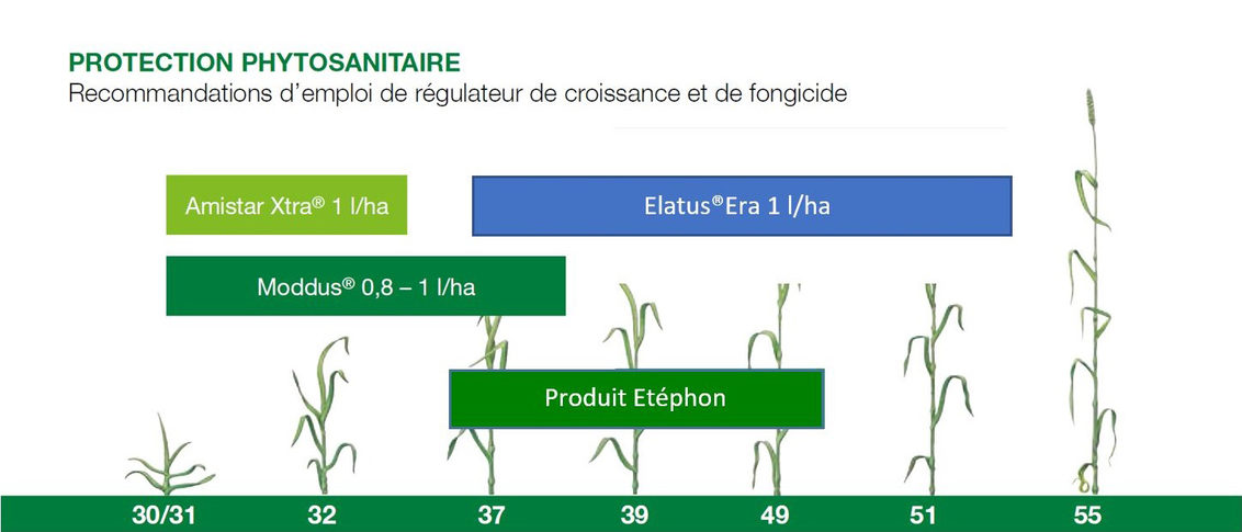 Syngenta Recommandation protection phytosanitaire