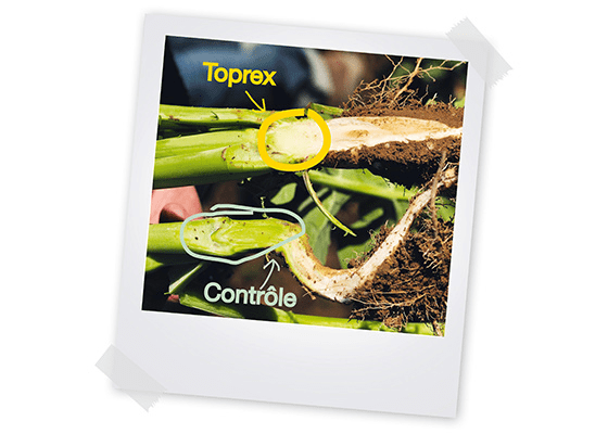 toprex-controles-550x400.png
