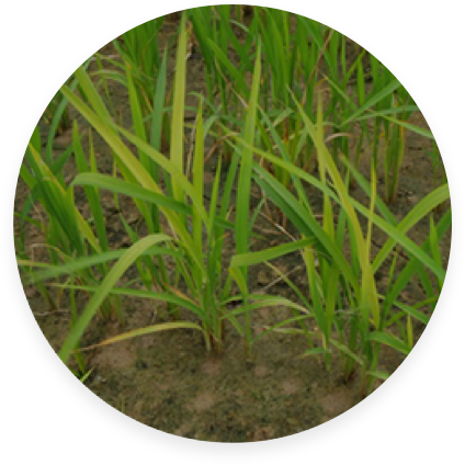 Phytotox