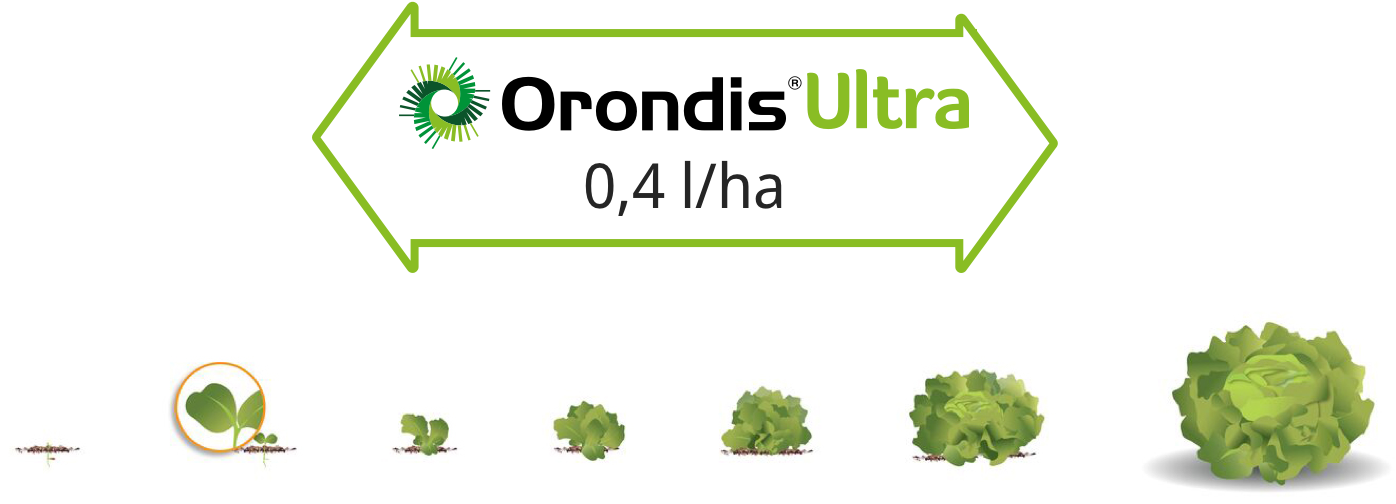 Einsatzzeitpunkt Orondis Ultra im Gemüsebau