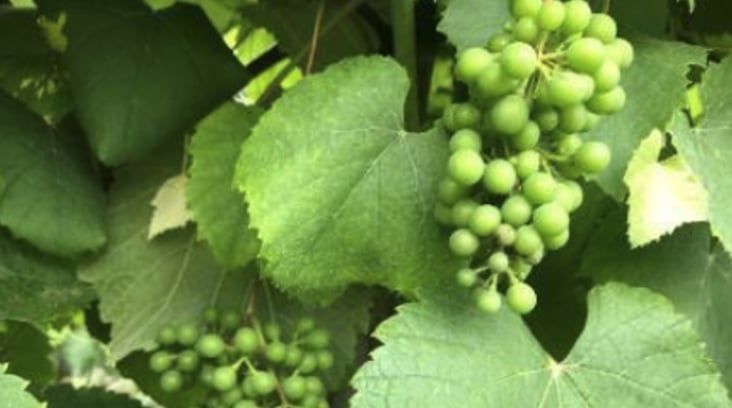 Grüne Trauben an der Rebe mit grossen grünen Blättern