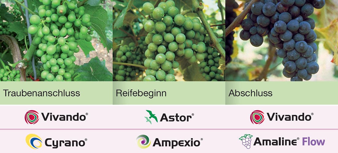 Ampexio Anwendung Ampexio Anwendung