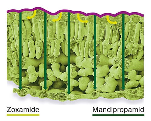 Ampexio - Zoxamide Ampexio - Zoxamide
