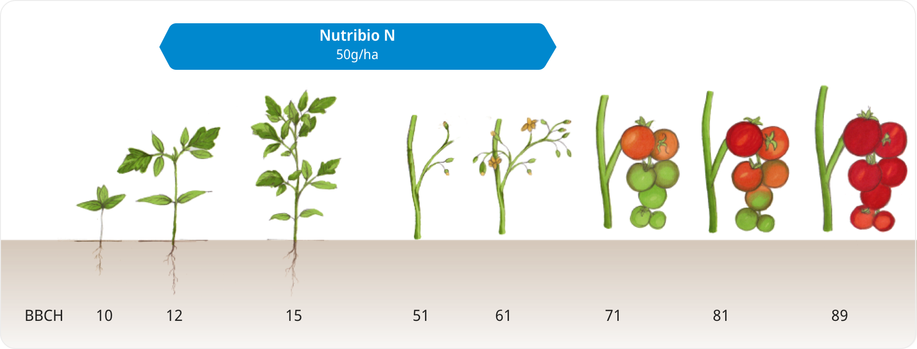 Anwendungsempfehlung für Tomaten