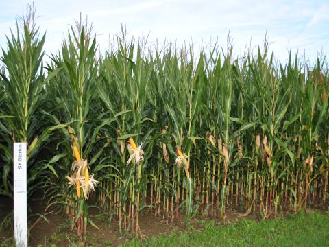 Syngenta Saatgut SY Glorius