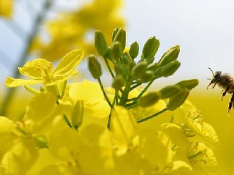 Syngenta Virtuelle Flurbegehungen