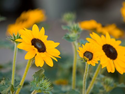 Sunblast_Sunflower
