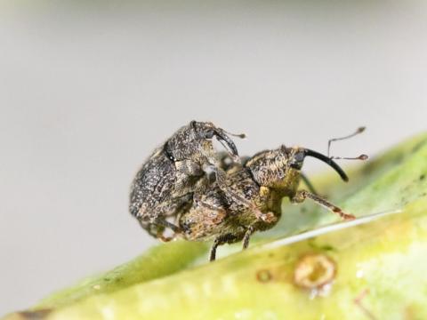  Schädlinge im Rapsanbau