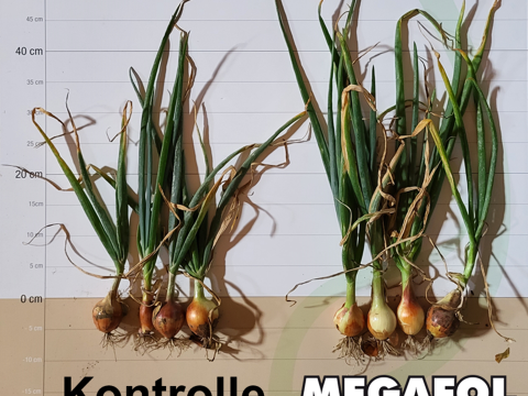 Megafol Zwiebeln