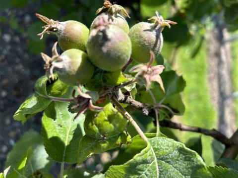 Apfelbaum
