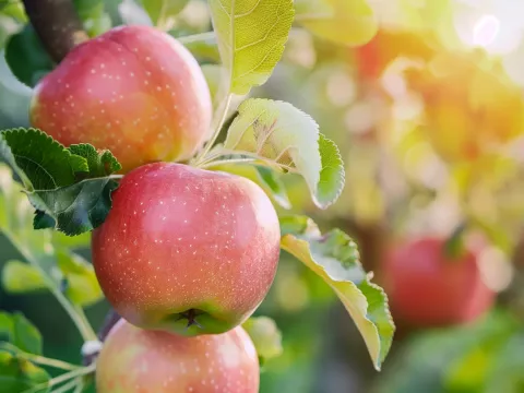 dat_three-apples-hanging-from-a-tree-with-leaves_46287597.webp