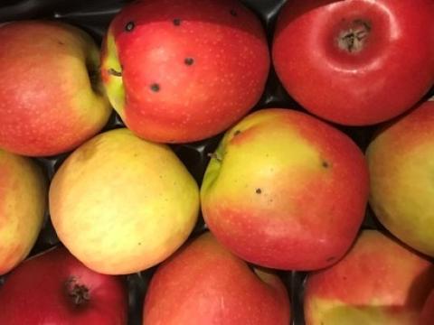 Apfel Krankheit