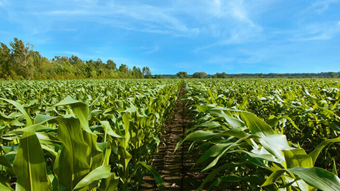 Protection phytosanitaire et semences pour le maïs 