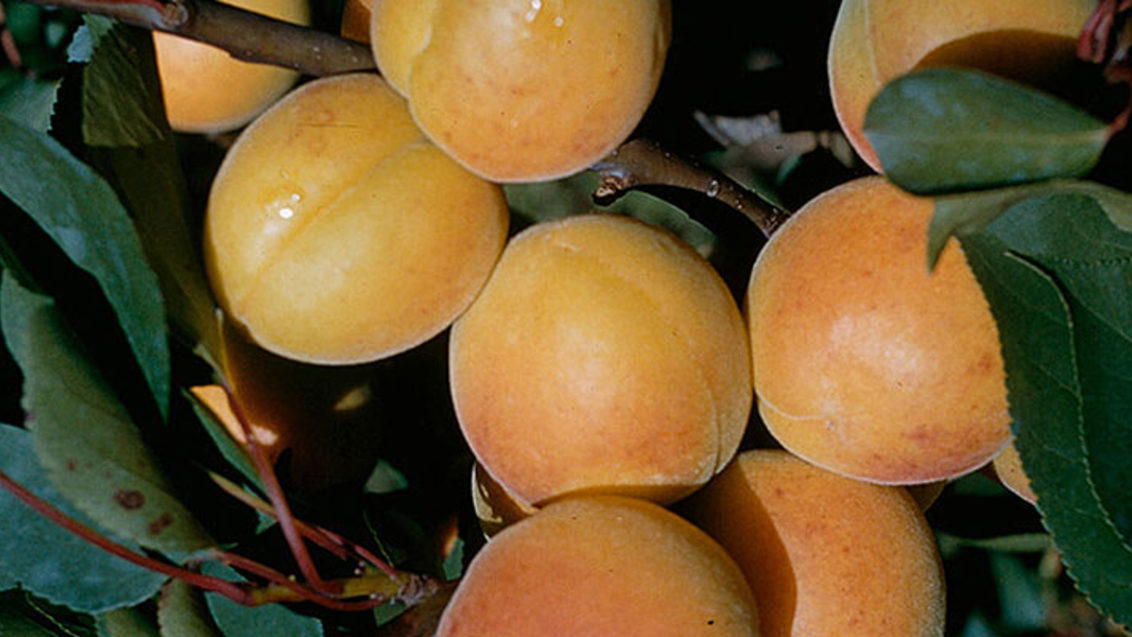 Protection phytosanitaire en cultures des abricots, pêches et nectarines 