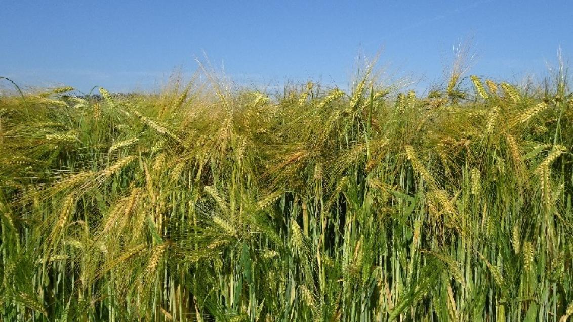 Hybridgerste im Feld 