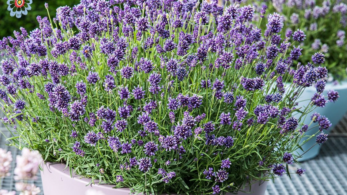 Lavendel_ESAF