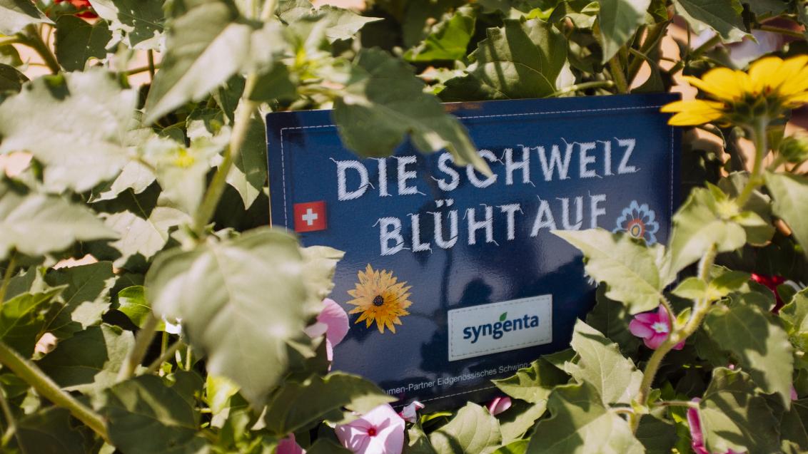 Schwingen_Blumen_Syngenta