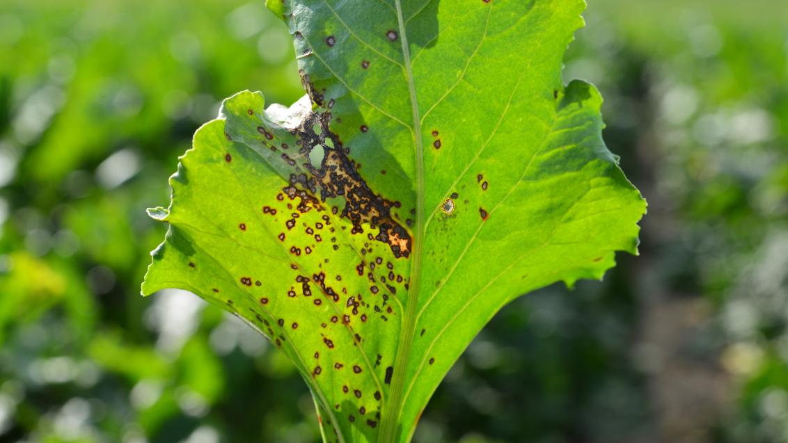 Zuckerrüben Cercospora