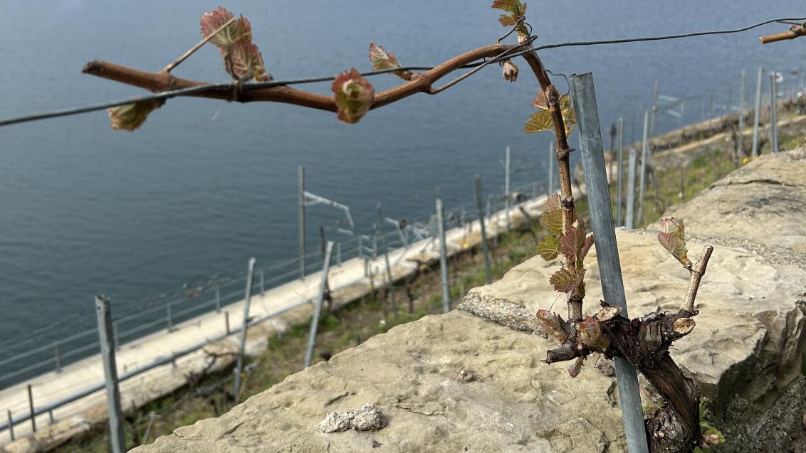 Vignes