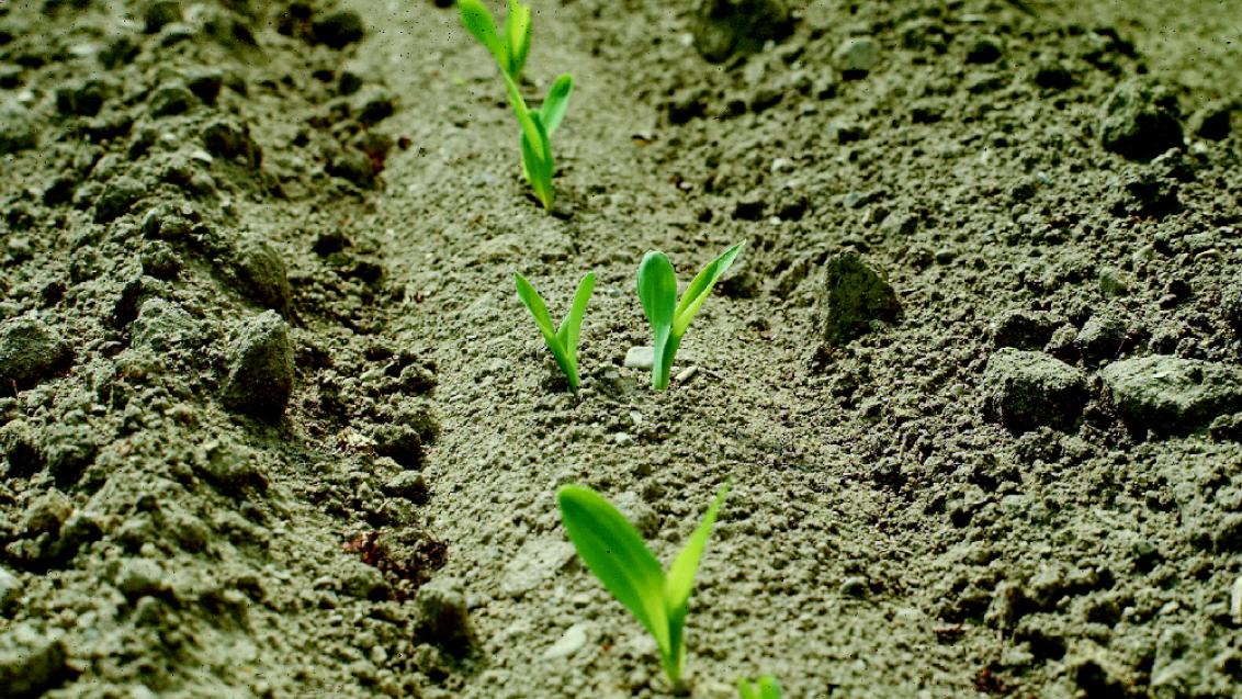 young_corn_plants_1.jpg
