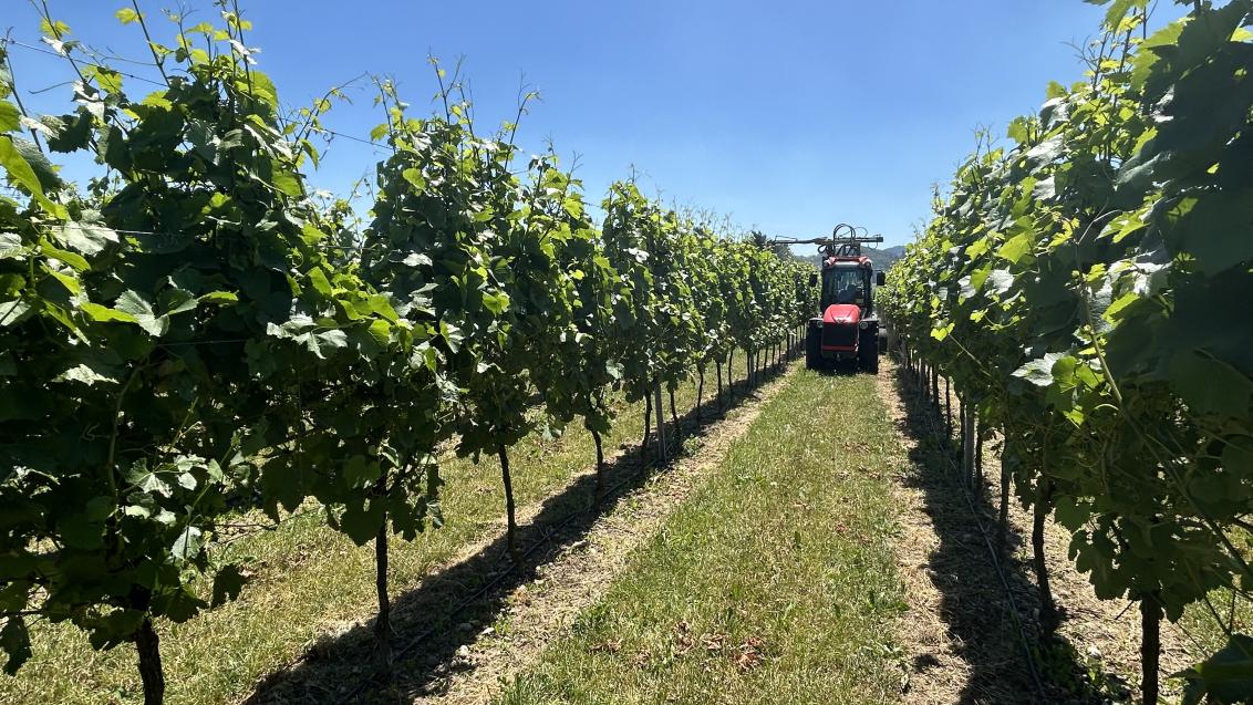 Traktor zwischen Weinreben unter blauem Himmel, Blick durch die Rebzeile.
