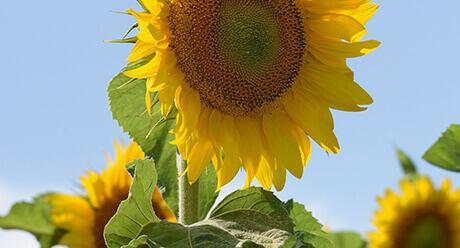 Sonnenblumen Pflanzenschutz