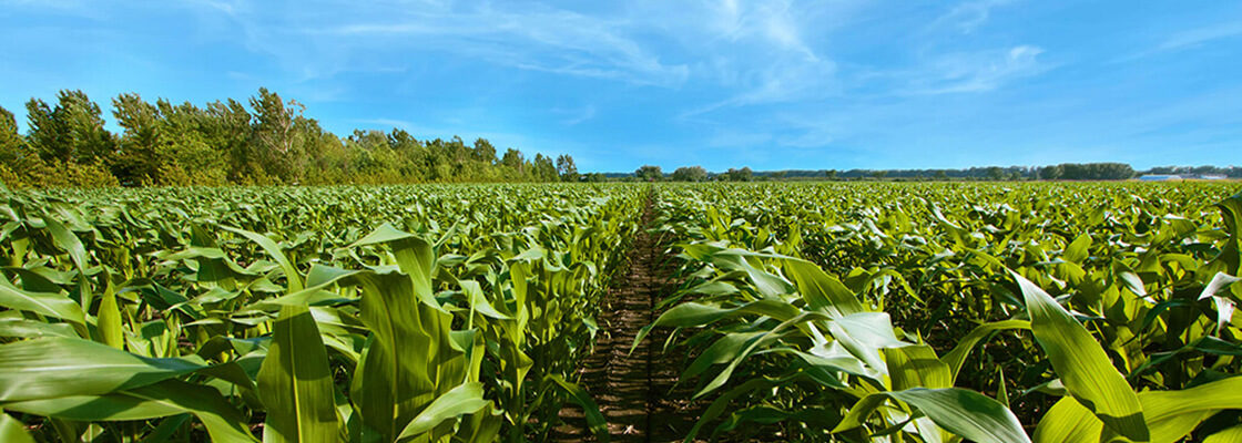 Protection phytosanitaire et semences pour le maïs 