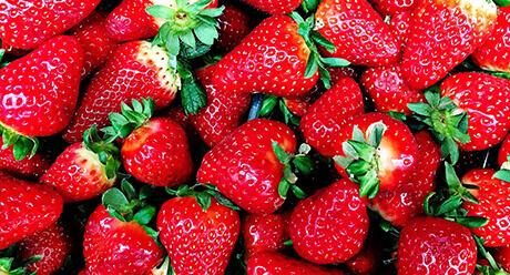 Beeren Pflanzenschutz