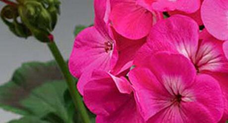 Fleurs