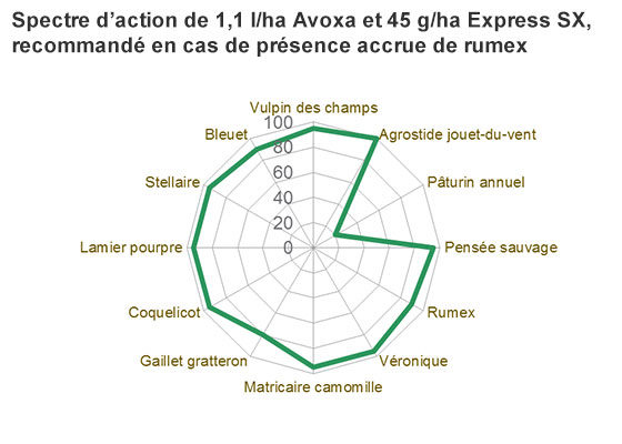 Spectre d’action de 1,1 l/ha Avoxa et 45 g/ha Express SX, recommandé en cas de présence accrue de rumex