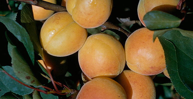 Protection phytosanitaire en cultures des abricots, pêches et nectarines 