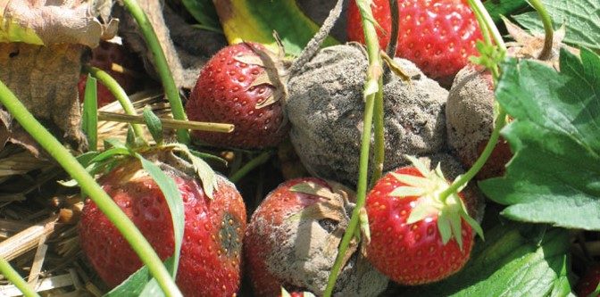 Erdbeeren Graufäule