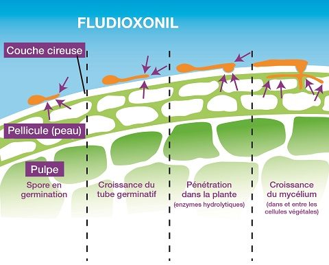 Fludioxonil Grafik