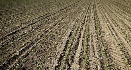 Feldbau Film Syngenta KW 38/2018