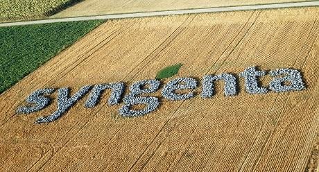 Syngenta Logo im Feld