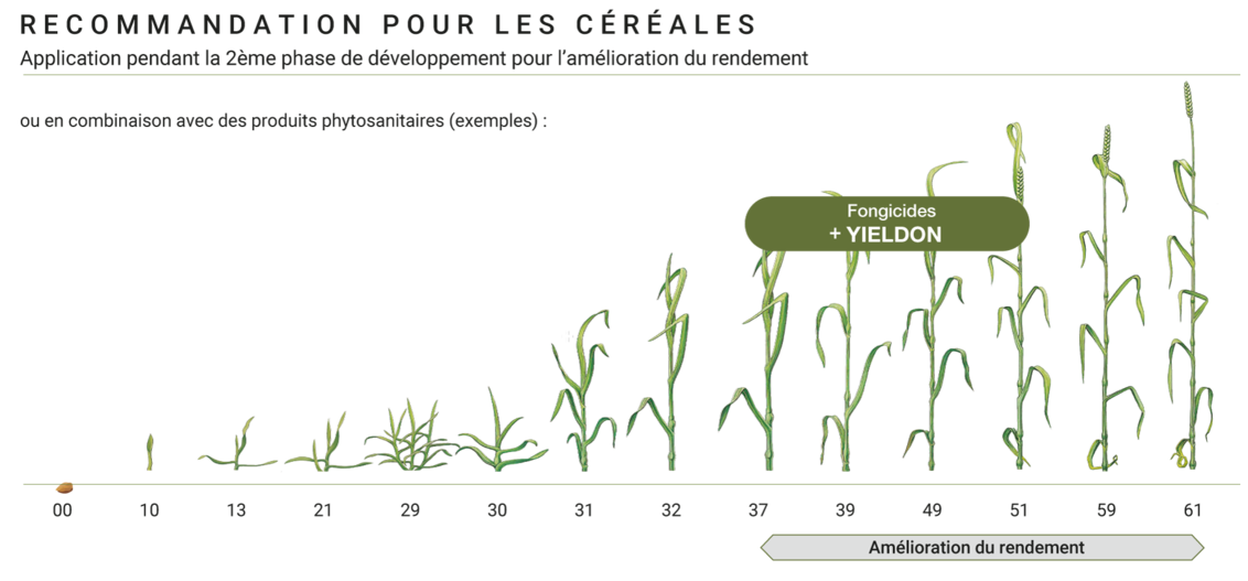 Yieldon est utilisé de préférence en 2ème partie du cycle de croissance.