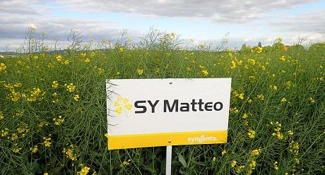 SY Matteo