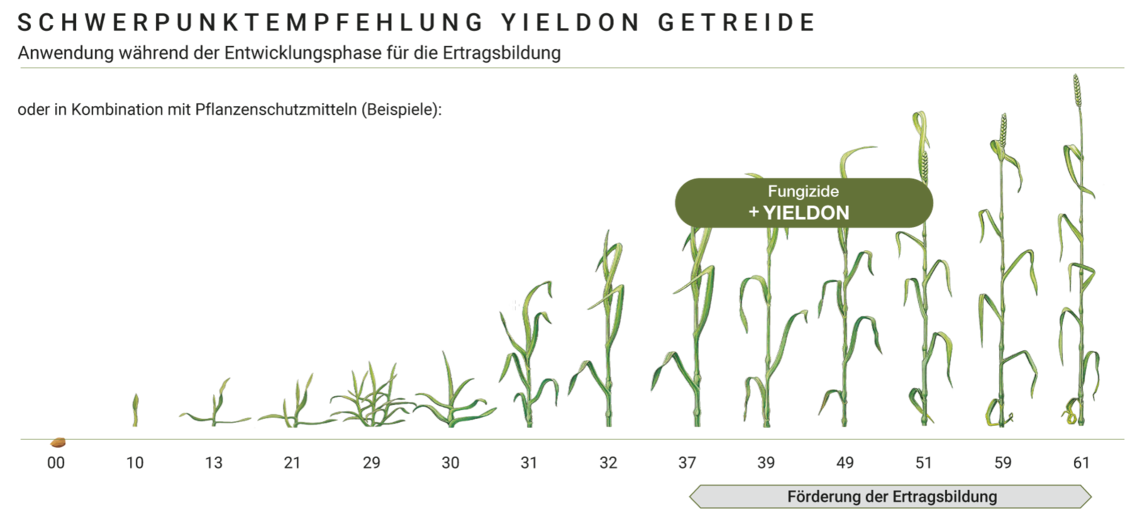 Yieldon wird vorzugsweise in einer späteren Phase der Pflanzenentwicklung eingesetzt.