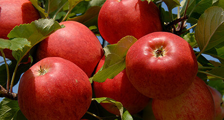 Apfel Pflanzenschutz
