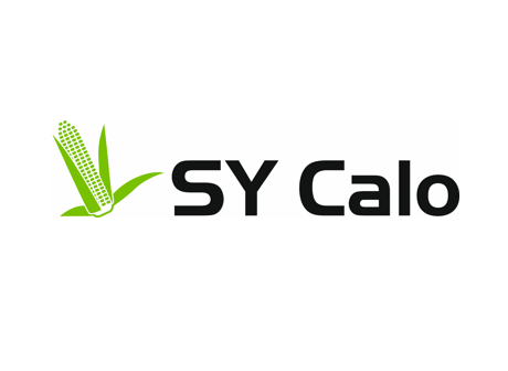 Maissaatgutsorten SY Calo