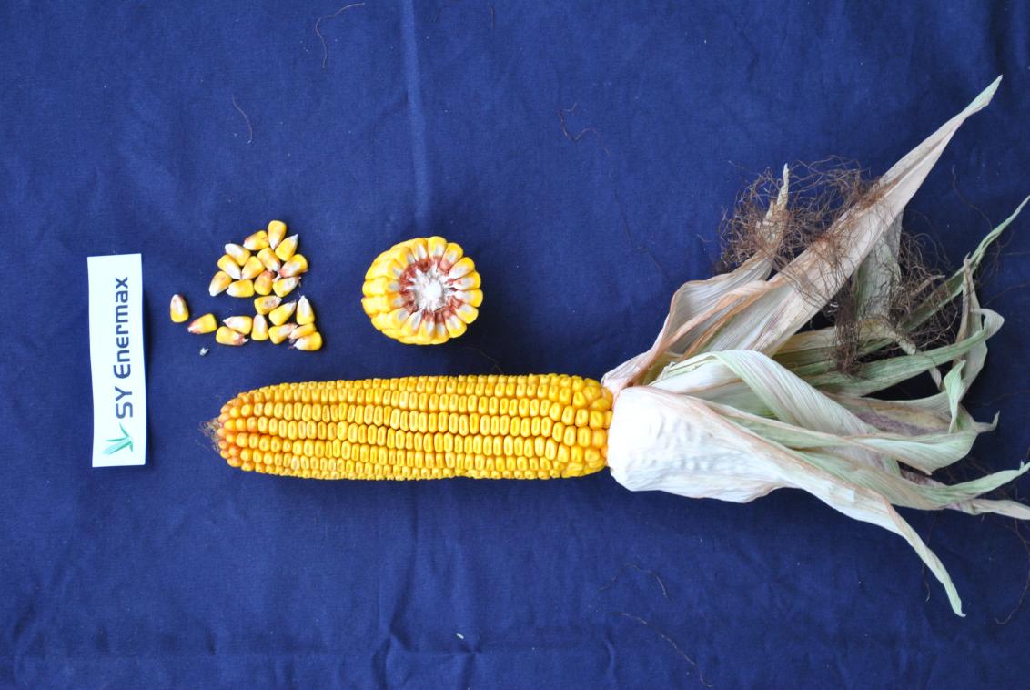 Syngenta Saatgut SY Enermax