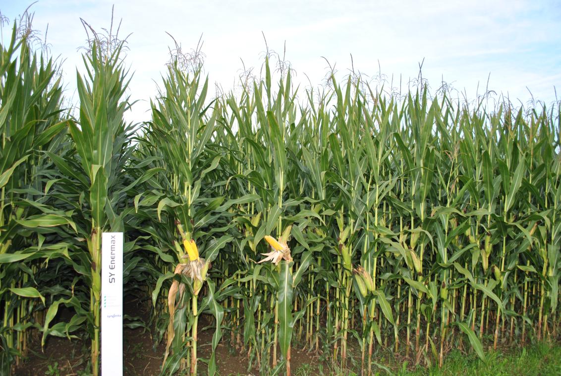 Syngenta Saatgut SY Enermax