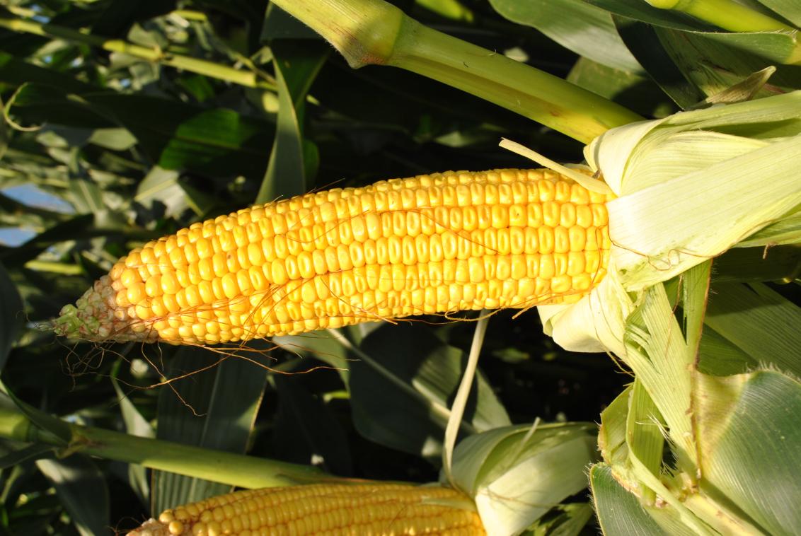 Syngenta Saatgut SY Enermax