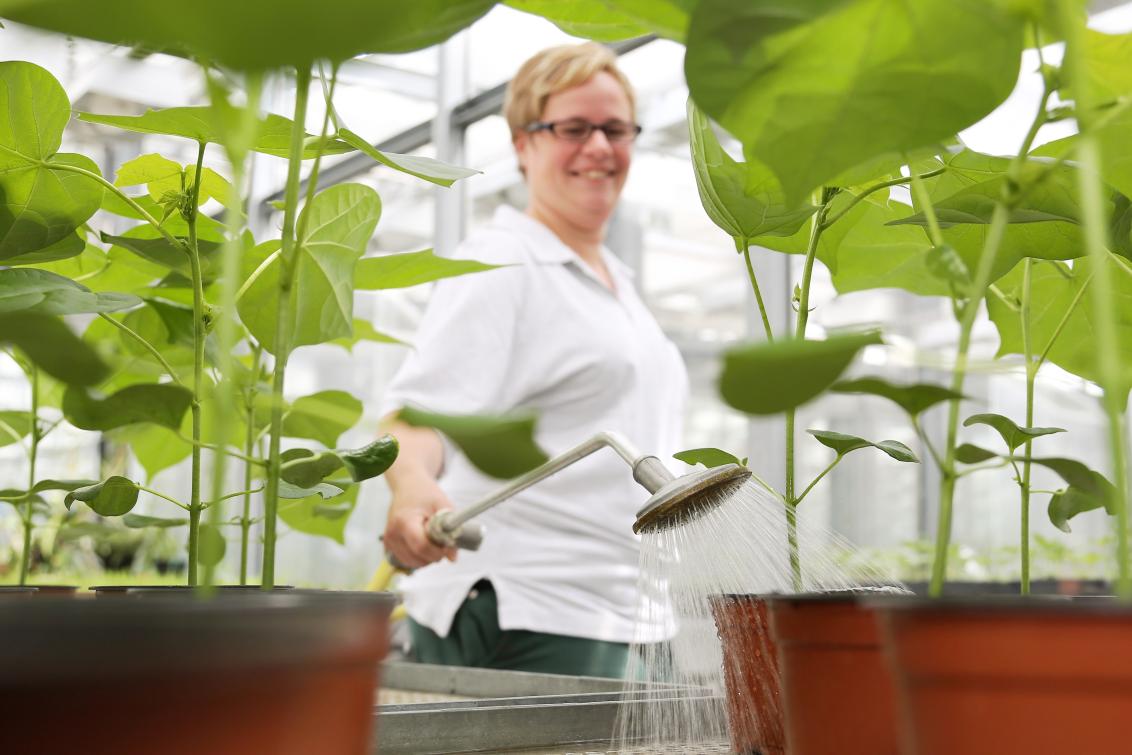 Syngenta Biomaterial in top Qualität