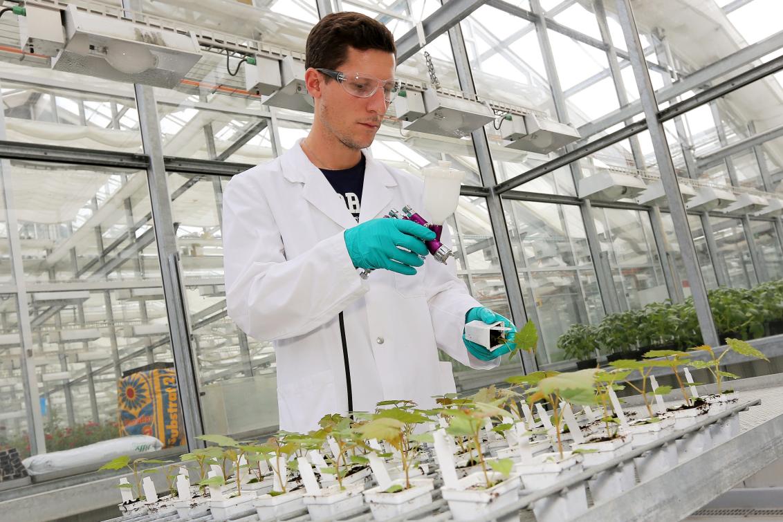 Syngenta Stein Testen zum Erstellen von Aktivitätsprofilen