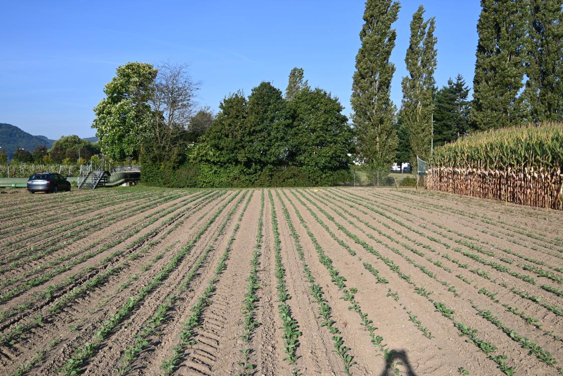 Demofeld Stein