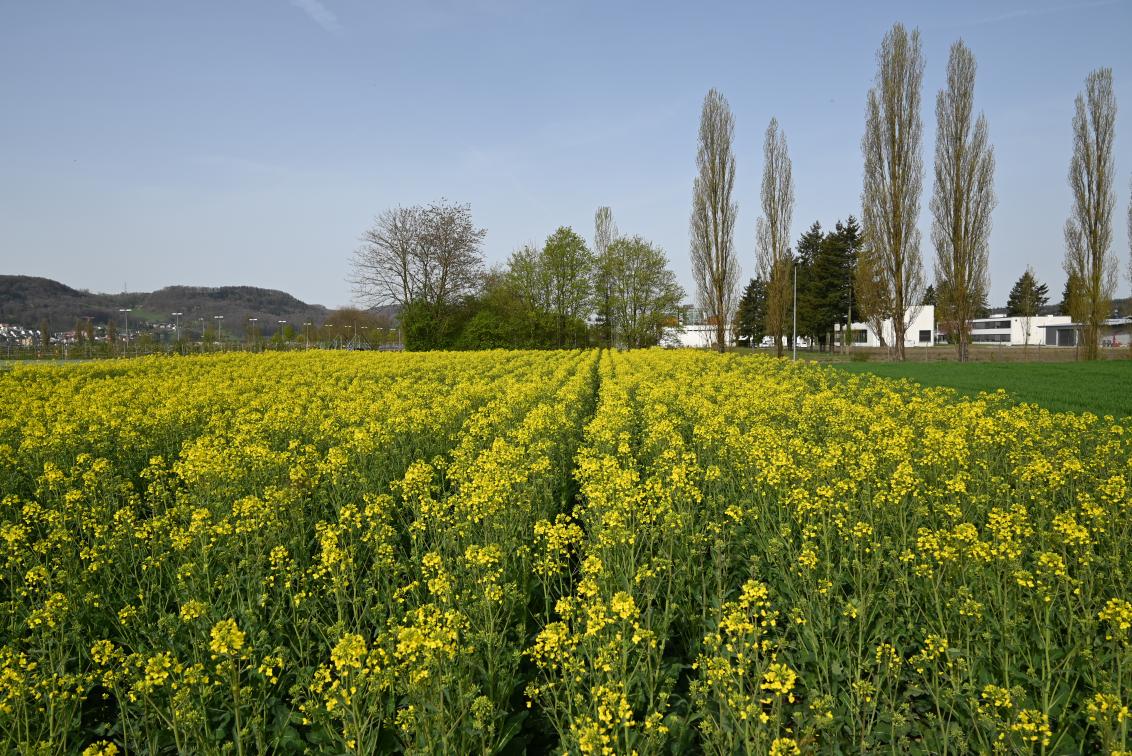 Demofeld Stein 13.04.2022