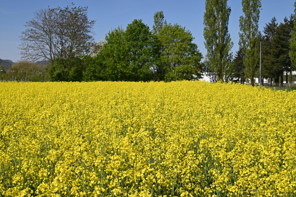 Demofeld Stein 21.04.2022
