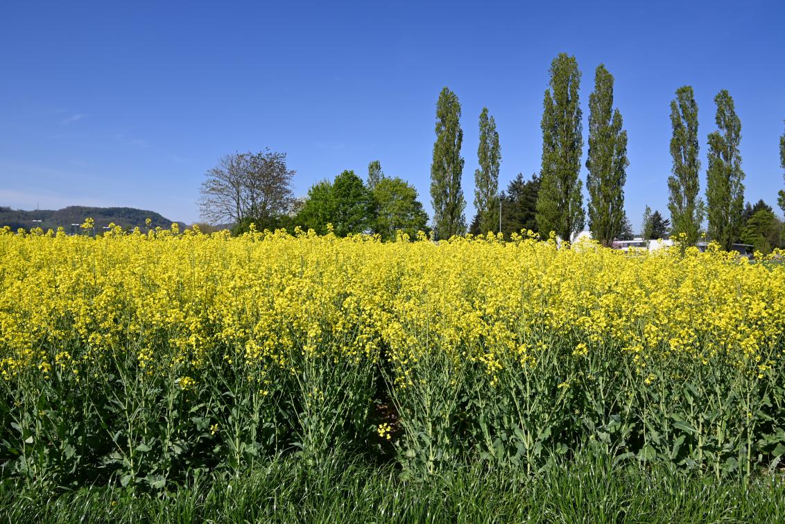 Demofeld Stein 21.04.2022_2